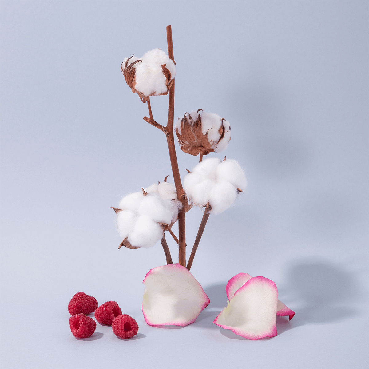 Hand and Body Lotion PET - Cotton Flower 300 ml