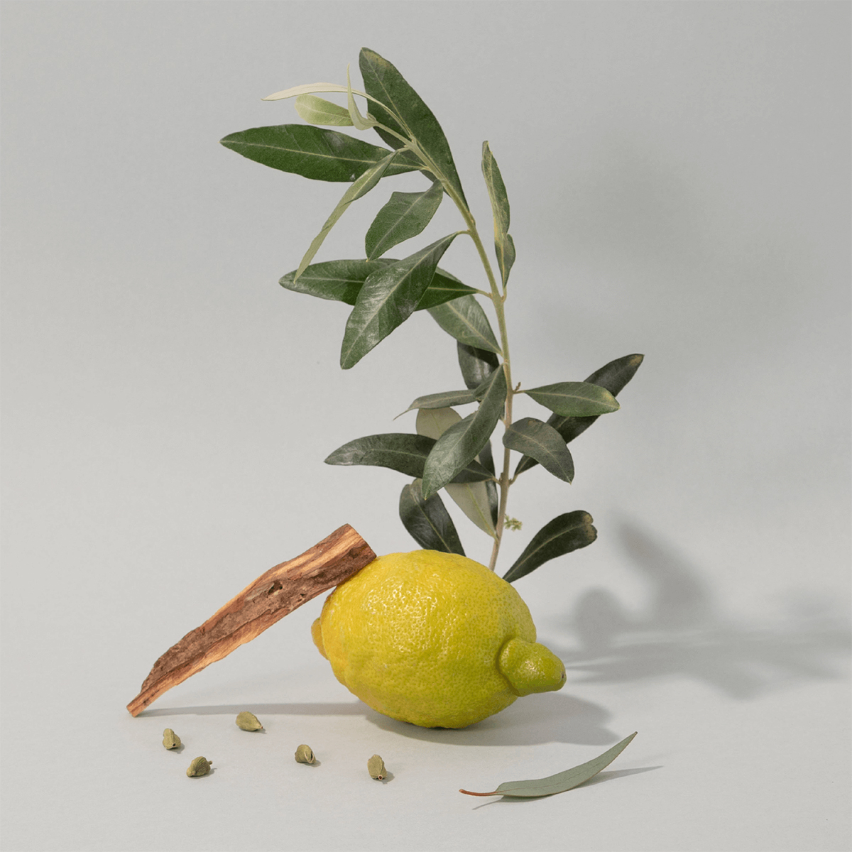 Hand Cream - Olive Wood 100 ml